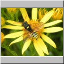 Nomada fucata - Wespenbiene w01.jpg